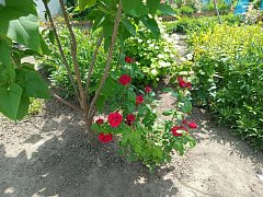 В Чиганаке благоухают палисадники