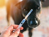 Ветеринары района проводят плановые противоэпизоотические мероприятия 