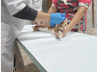 Заботливые хозяева из Аркадака приводят своих любимцев на бесплатную вакцинацию
