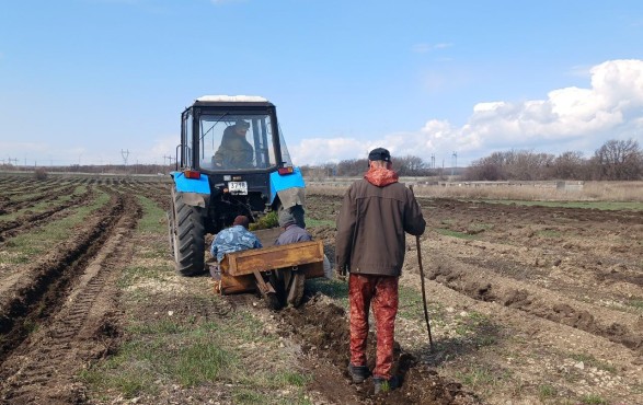 посадка сеянцев дуба.jpg посадка сеянцев дуба.jpg