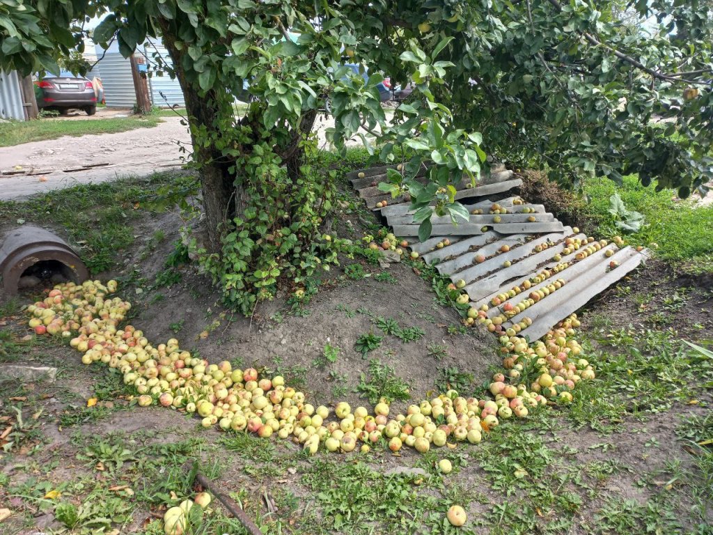 яблоки урожай.jpg яблоки урожай.jpg
