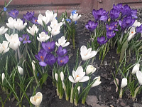 Весна шагает по Аркадаку