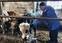 Ветврачи Аркадакского района прививают скот и домашних животных