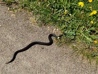 На территории Аркадакского района зафиксированы случаи укусов ядовитыми змеями