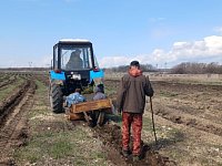В Аркадакском районе идёт осенняя посадка леса