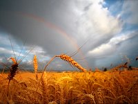 В Аркадакском районе приостановлена уборочная кампания зерновых из-за дождей