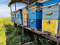 Село Ивановка славится своими пчеловодами