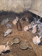 Семья Свинцовых из Ивановки делится секретами разведения кроликов