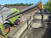 В Аркадакском районе уборочные работы начались на полях с техническими культурами