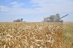 В Саратовской области собрано уже 3 млн тонн зерна