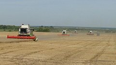 Хлеборобы района убирают озимую пшеницу