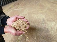 Земледельцы района запасают семена сельхозкультур для весеннего сева