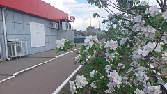 Пусть цветут  сады Аркадака!