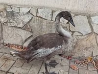 Жители села Новосельское спасли больного лебедя