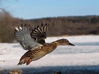 Жителям Саратовской области рассказали о начале сезона охоты на птицу