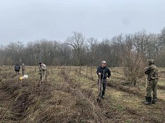 Аркадакское лесничество посеяло жёлуди дуба черешчатого