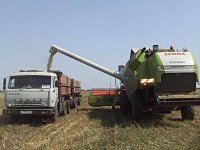 Земледельцы Аркадакского района приступают к уборке яровых зерновых культур