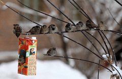 Аркадакские школьники приняли участие во Всероссийской переписи воробьёв