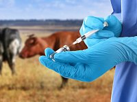 Ветеринары проводят весенние обследования и прививки животных