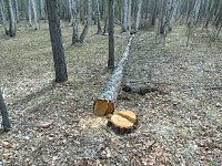 Криминальная хроника мартовских происшествий в Аркадакском районе