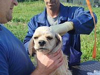 В Аркадаке ветеринары проверяют состояние здоровья домашних питомцев
