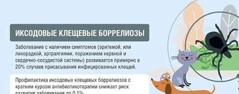 Пять вопросов о клещевом боррелиозе
