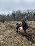 Аркадакское лесничество посеяло жёлуди дуба черешчатого