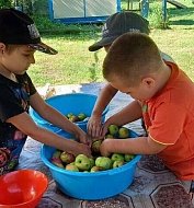 Воспитанники аркадакского детского сада «Звёздочка» насушили яблоки бойцам