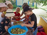 Воспитанники аркадакского детского сада «Звёздочка» насушили яблоки бойцам