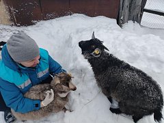 Ветврачи Аркадакского района прививают скот и домашних животных
