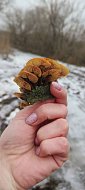 Аркадакцы собирают грибы под снегом