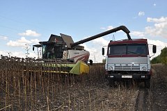 В районе наполовину посеяны озимые культуры