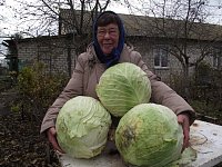Небывалый урожай капусты собрала львовская опытная огородница Нина Макарова