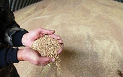 Земледельцы района запасают семена сельхозкультур для весеннего сева