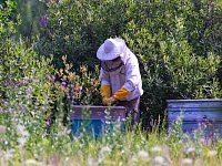 В Медовый Спас об ивановских пчеловодах замолвим слово