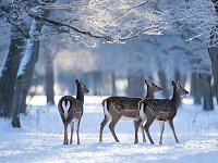 В охотничье хозяйство «Малиновское» завезли пятнистых оленей