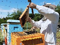 Ивановские мужчины занимаются пчеловодством