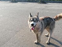 Статистика укусов животных в Аркадакском районе