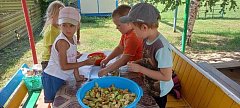 Воспитанники аркадакского детского сада «Звёздочка» насушили яблоки бойцам