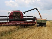 В районе обмолочена первая тысяча гектаров озимой пшеницы
